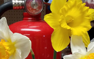 daffodils around a fire extinguisher