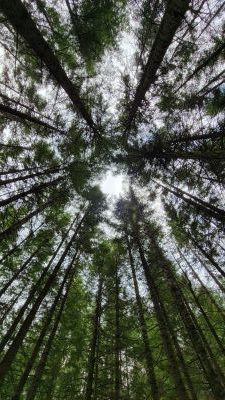 ground view looking up of forest trees